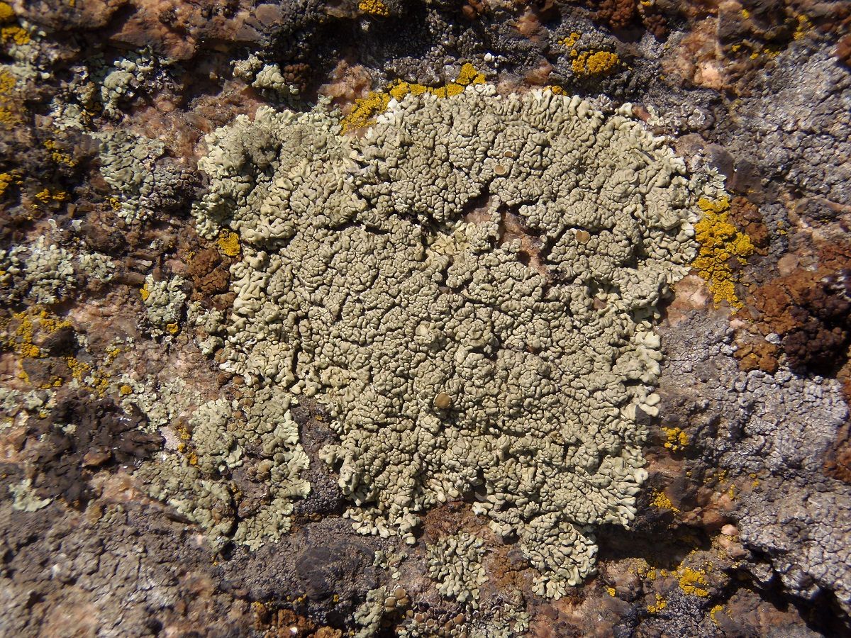 Изображение особи семейство Lecanoraceae.