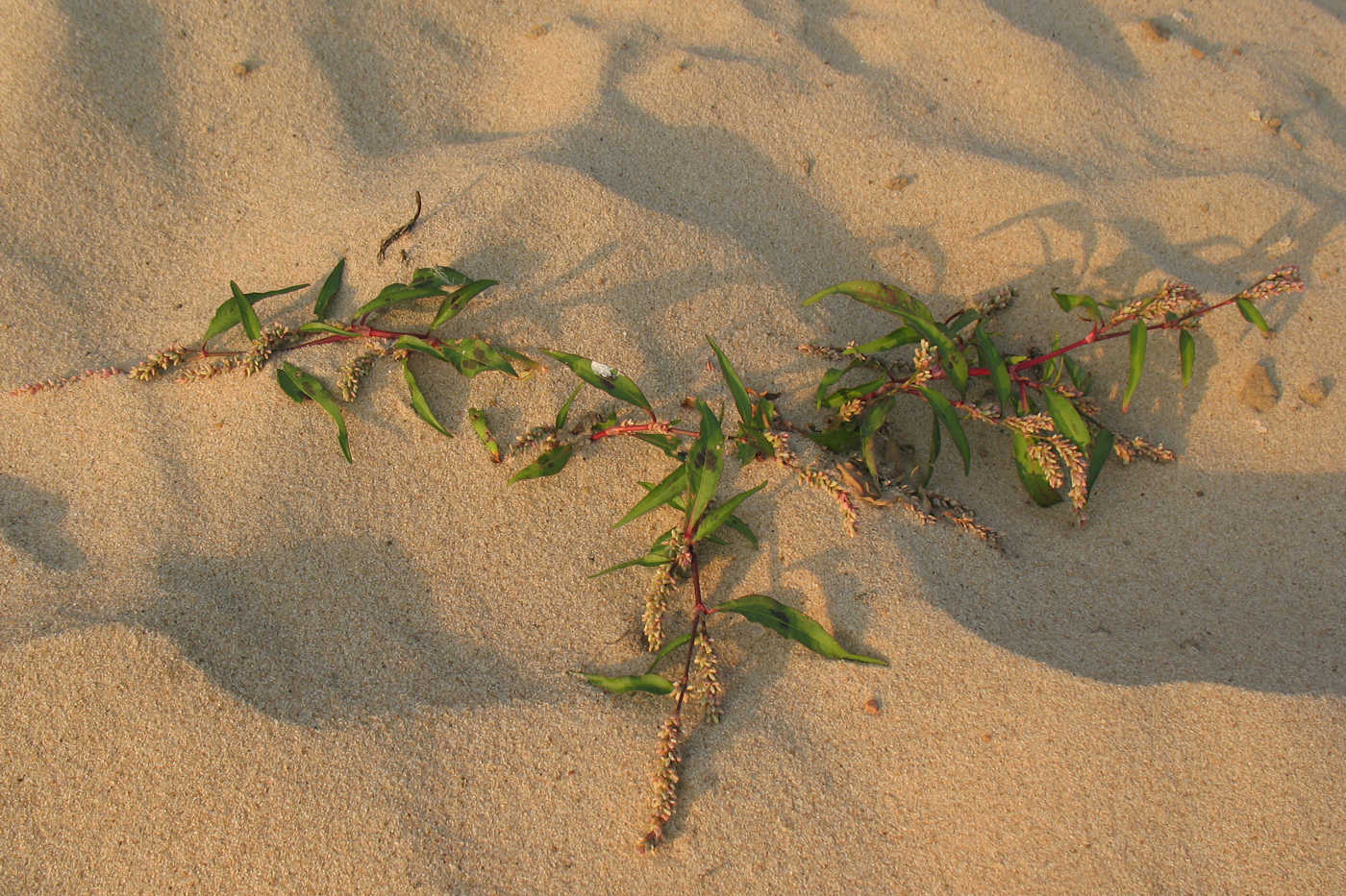 Image of Persicaria maculosa specimen.