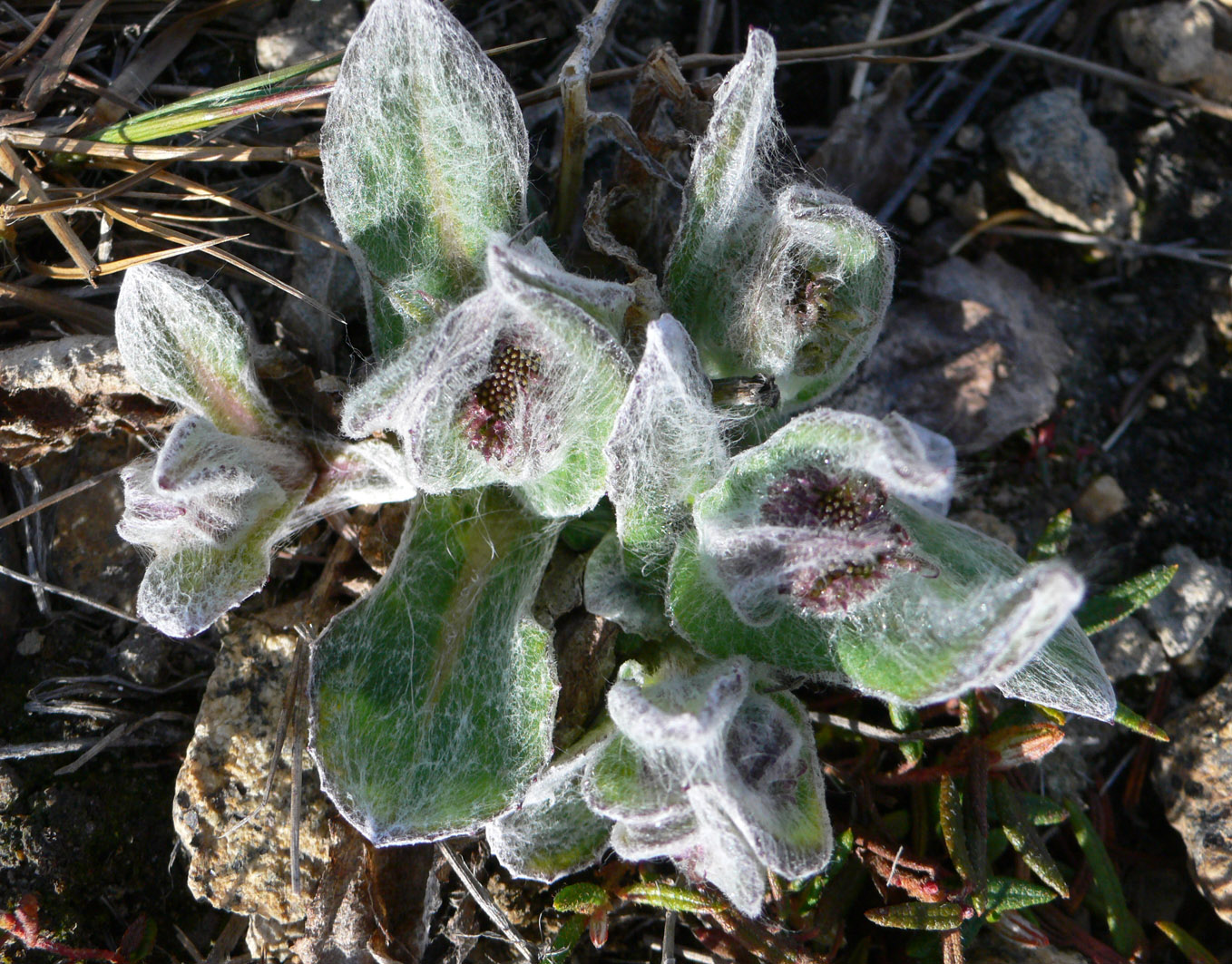 Image of Tephroseris pseudoaurantiaca specimen.