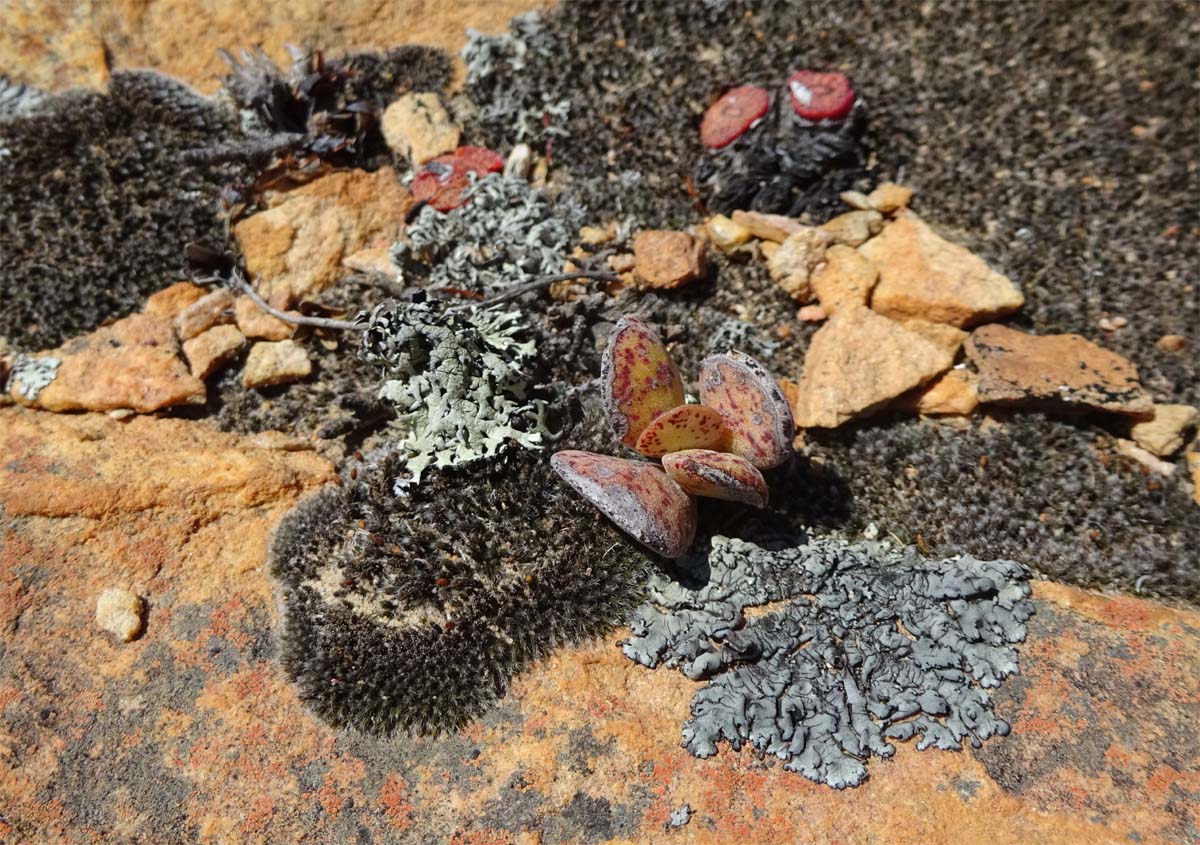 Изображение особи Adromischus maculatus.