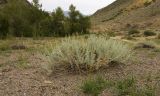 Artemisia rutifolia