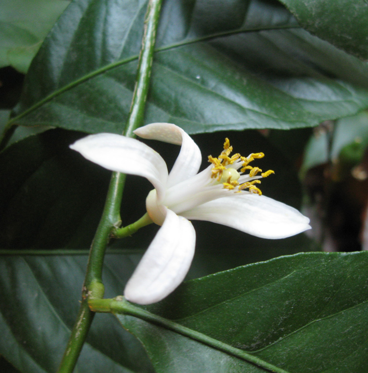 Image of Citrus limon specimen.