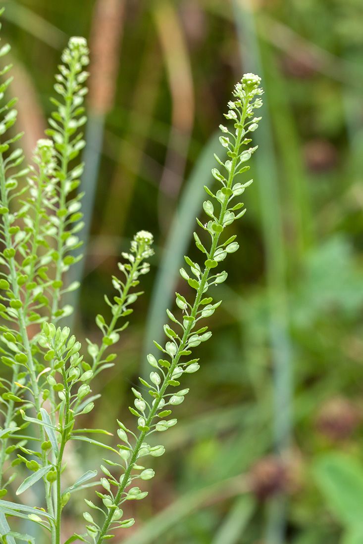 Image of Lepidium densiflorum specimen.