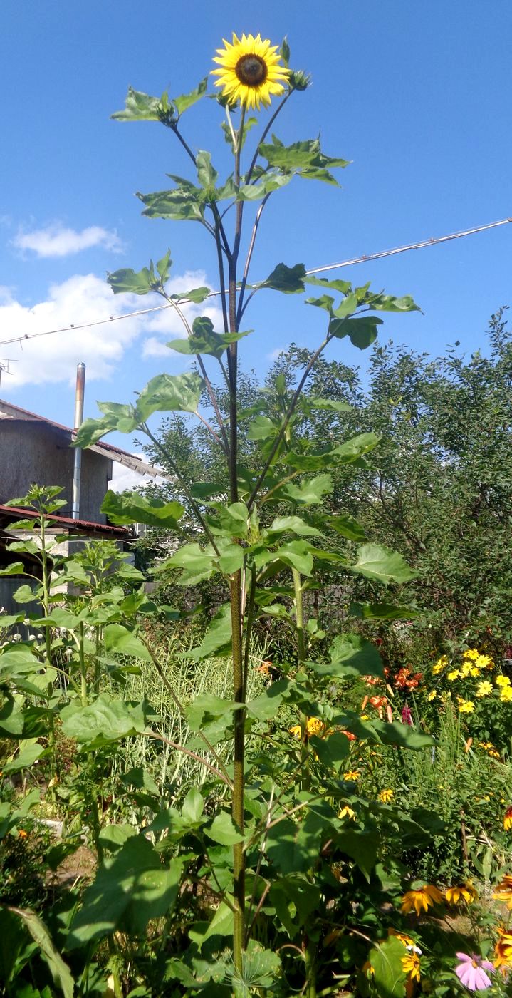 Image of Helianthus annuus specimen.