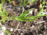 Stellaria longifolia. Часть веточки. Окр. Архангельска, под ЛЭП. 15.06.2011.