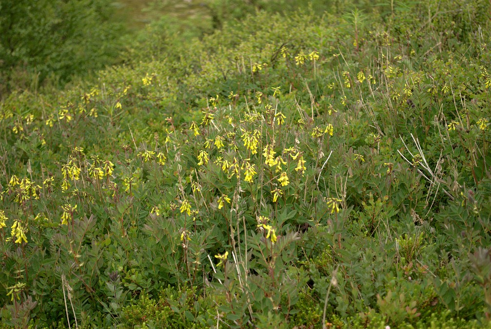 Изображение особи Astragalus frigidus.