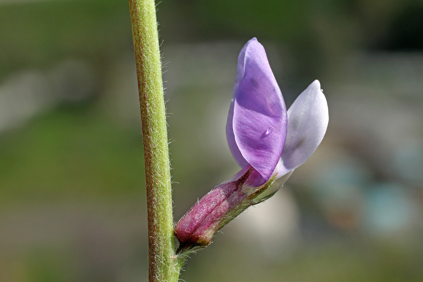 Image of Oxytropis capusii specimen.