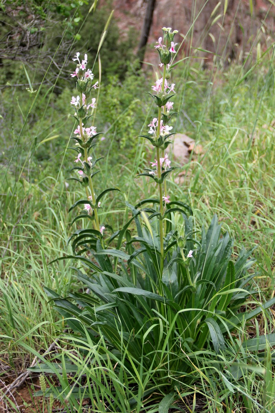 Image of Morina kokanica specimen.