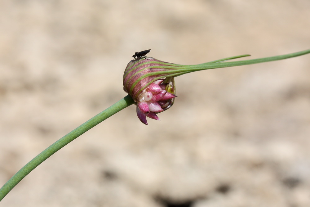 Image of Allium oleraceum specimen.