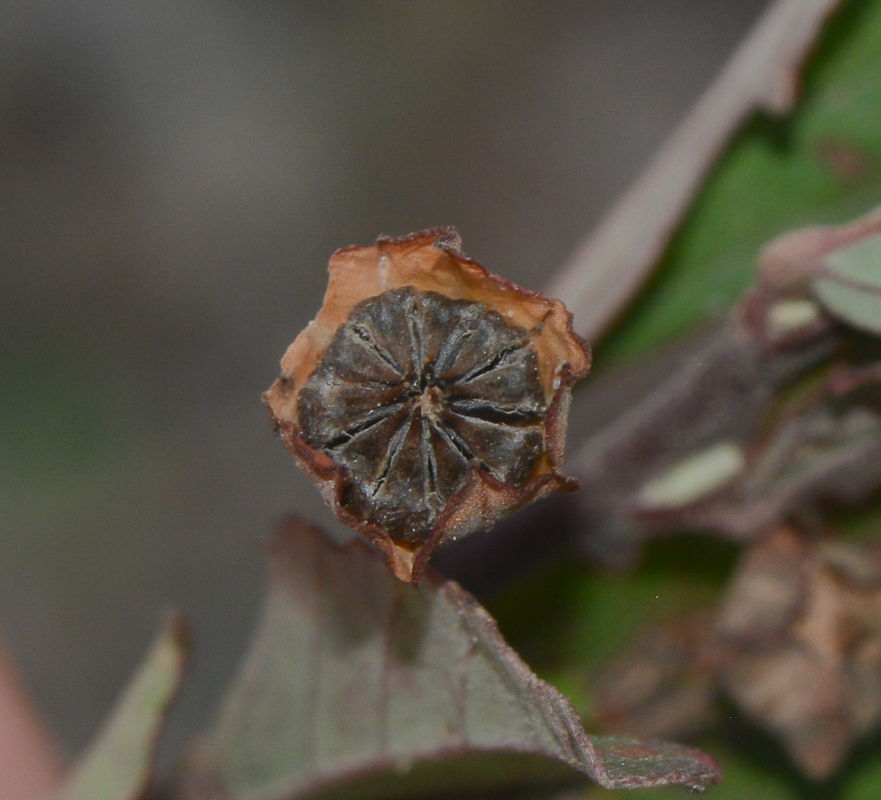 Image of Sida rhombifolia specimen.