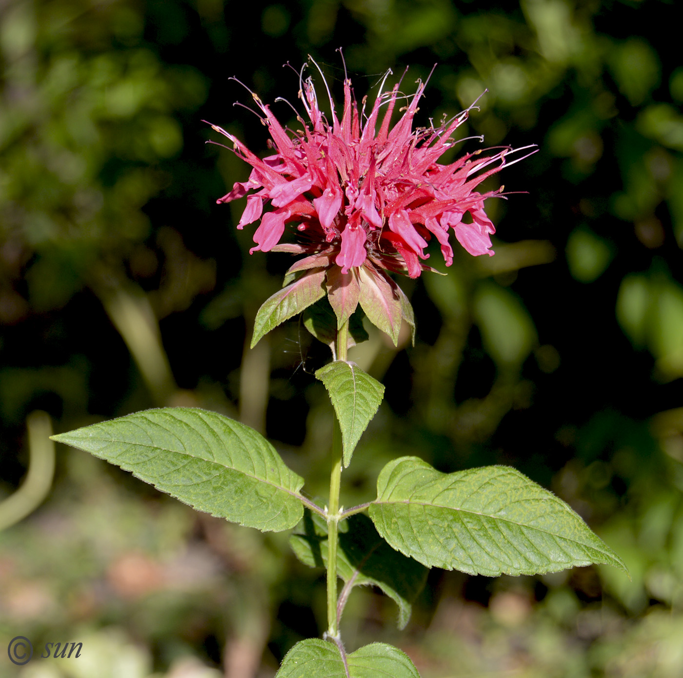 Image of Monarda didyma specimen.