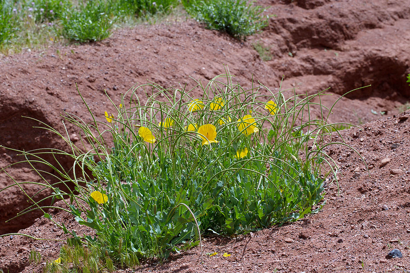 Image of Glaucium fimbrilligerum specimen.