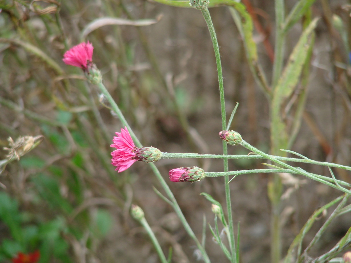 Изображение особи Centaurea cyanus.