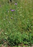 Centaurea scabiosa