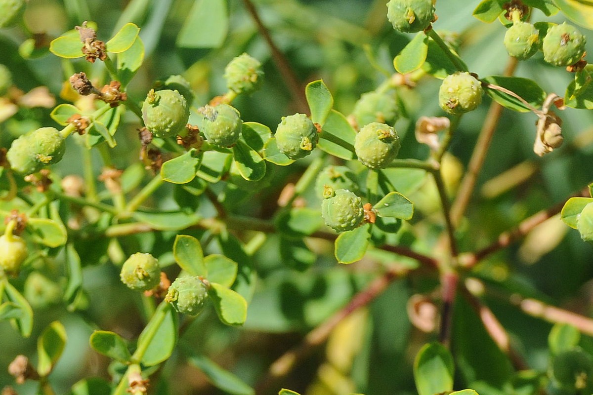 Image of Euphorbia soongarica specimen.