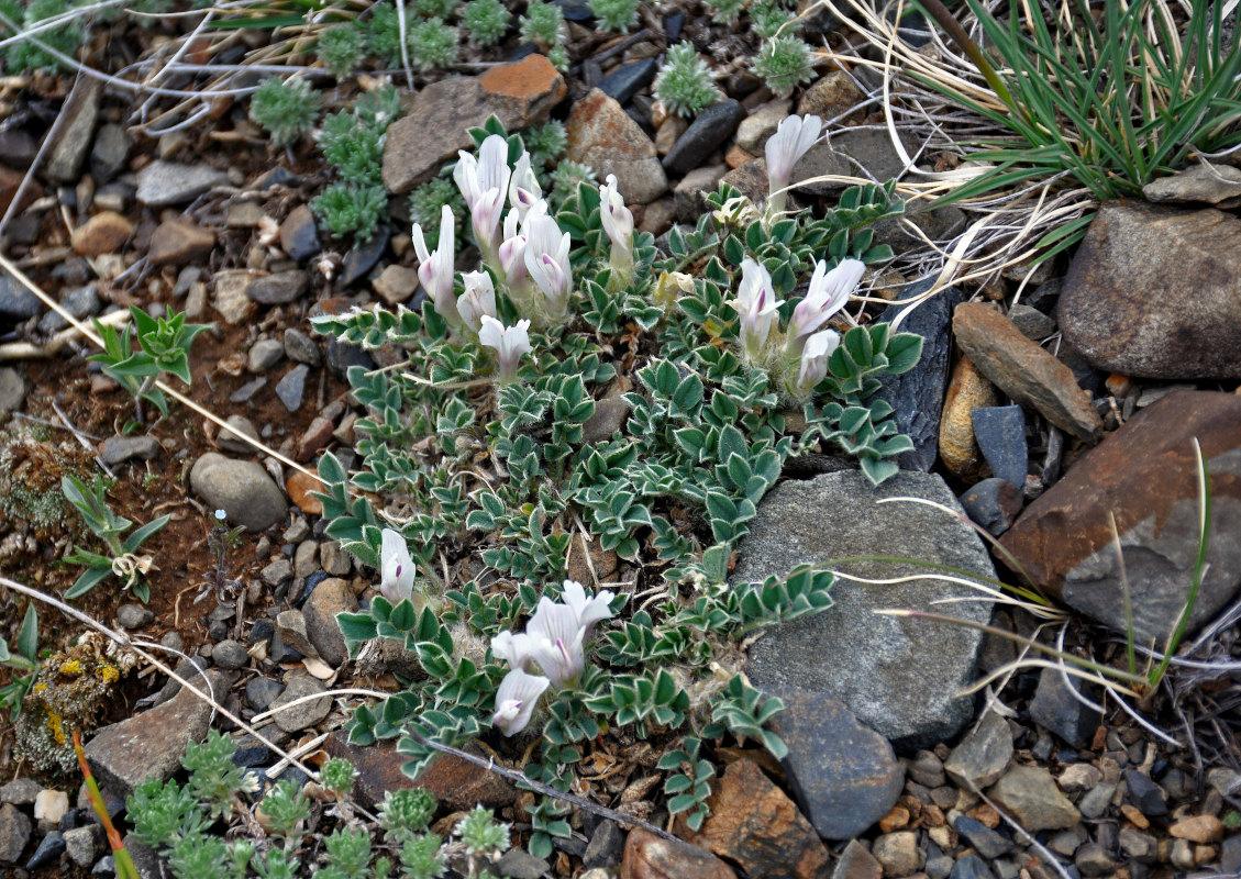 Изображение особи Astragalus hypogaeus.