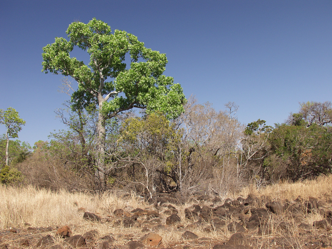 Image of Brachychiton australis specimen.