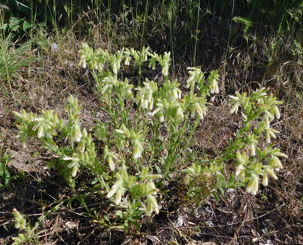 Изображение особи Onosma montana.