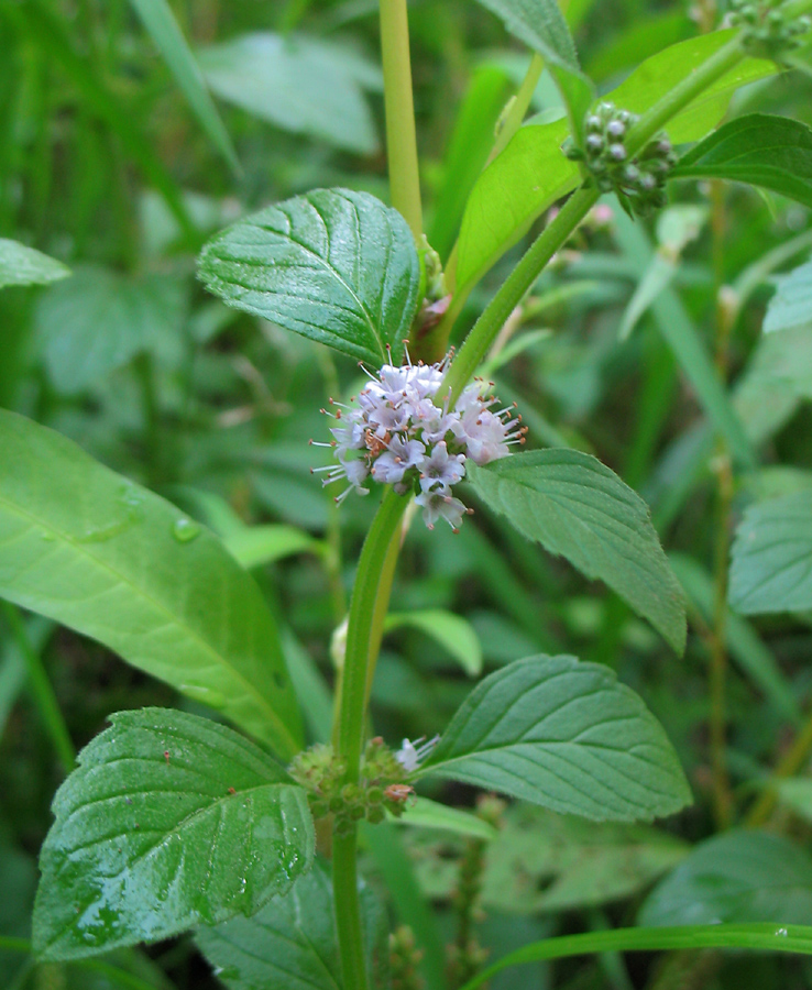 Image of Mentha arvensis specimen.