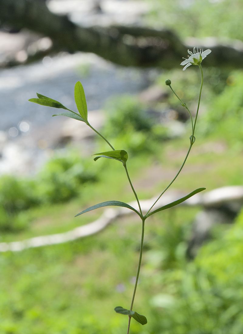 Изображение особи Moehringia lateriflora.