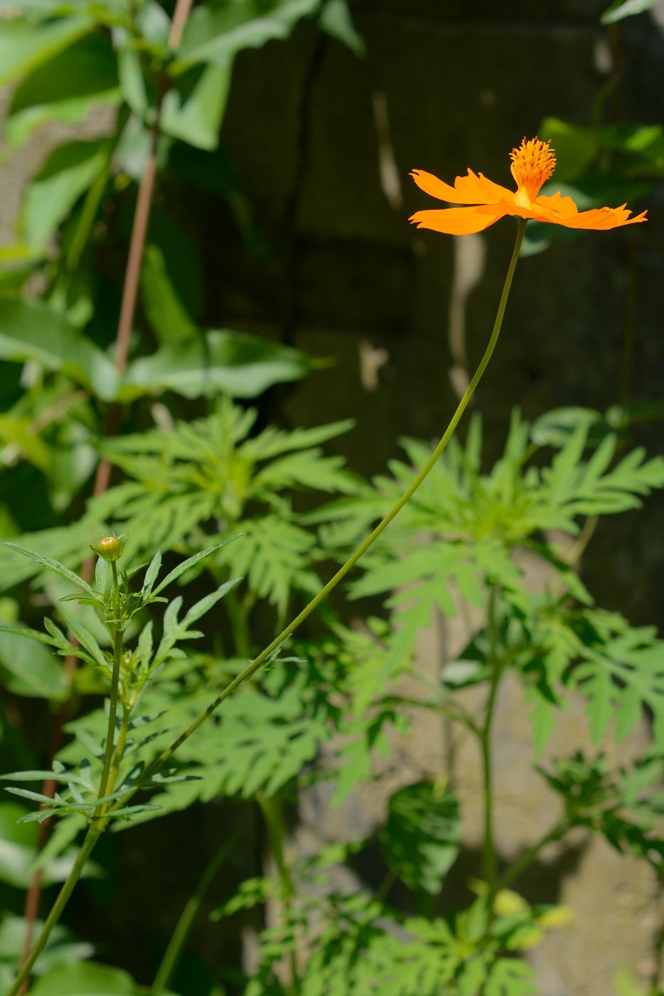 Image of Cosmos sulphureus specimen.