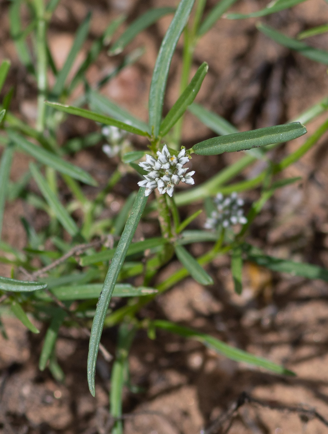 Image of Limeum sulcatum specimen.