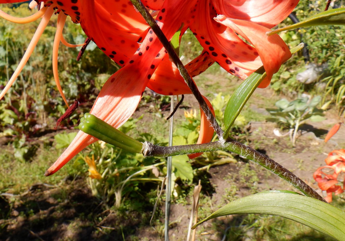 Image of Lilium lancifolium specimen.