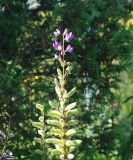 Lupinus polyphyllus