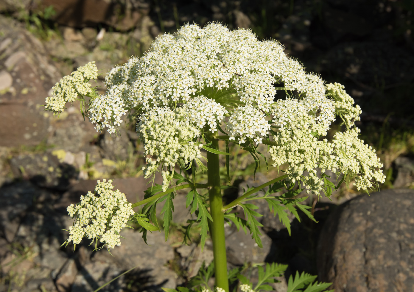 Изображение особи Pleurospermum uralense.