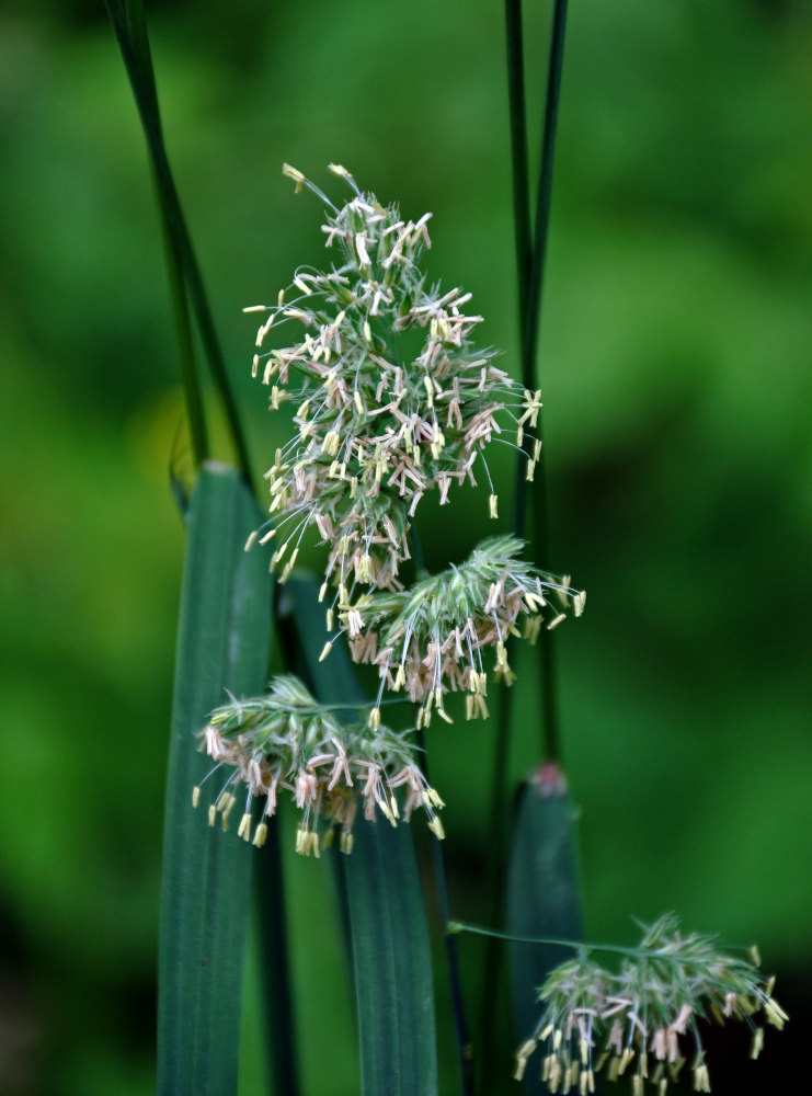 Изображение особи Dactylis glomerata.