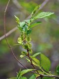 Ulmus pumila. Верхушка ветви с плодами. Московская обл., г. Железнодорожный, в культуре. 17.05.2020.