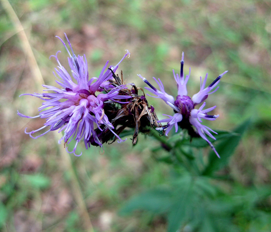 Изображение особи Serratula tinctoria.