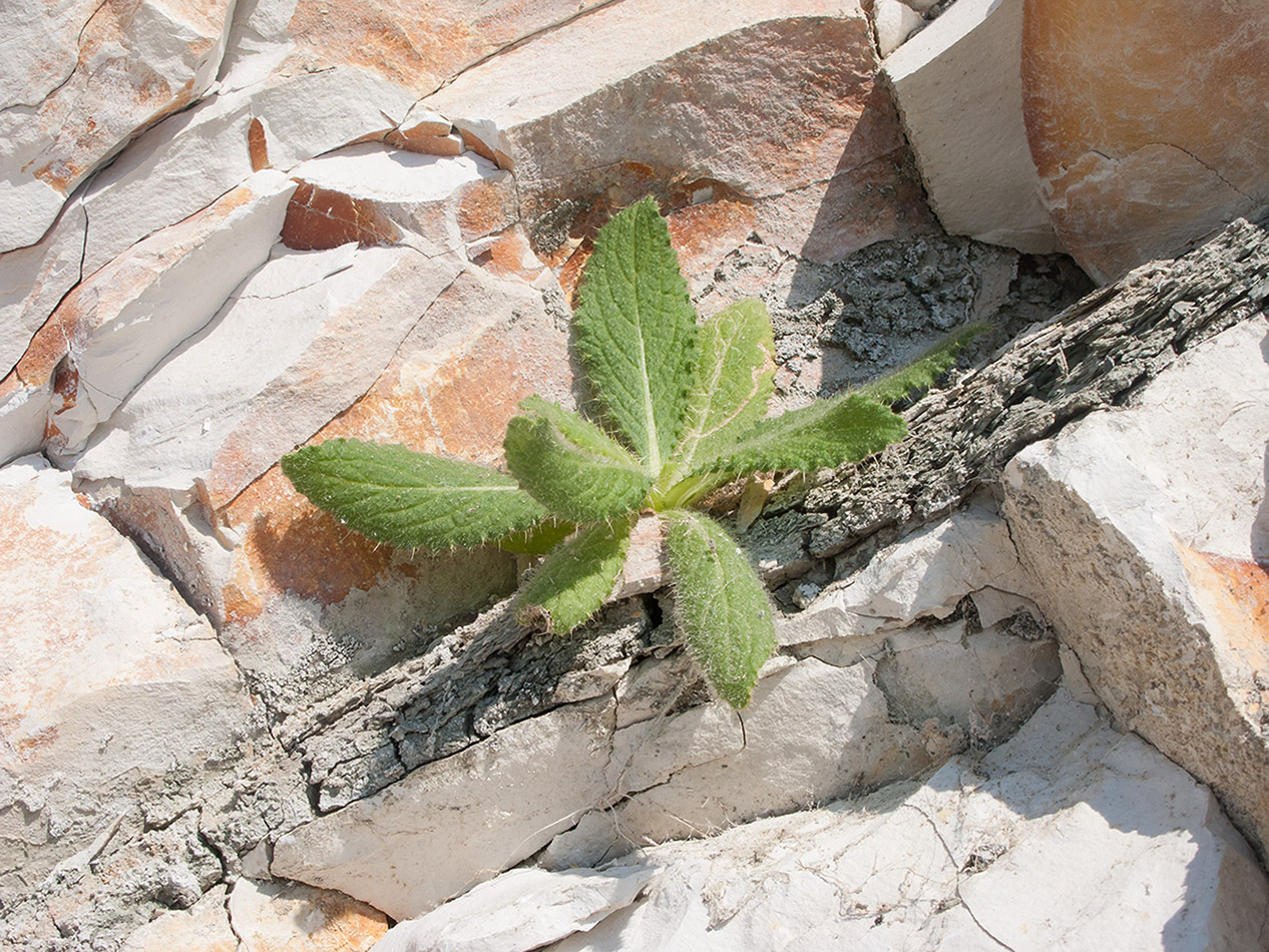 Image of Cirsium vulgare specimen.