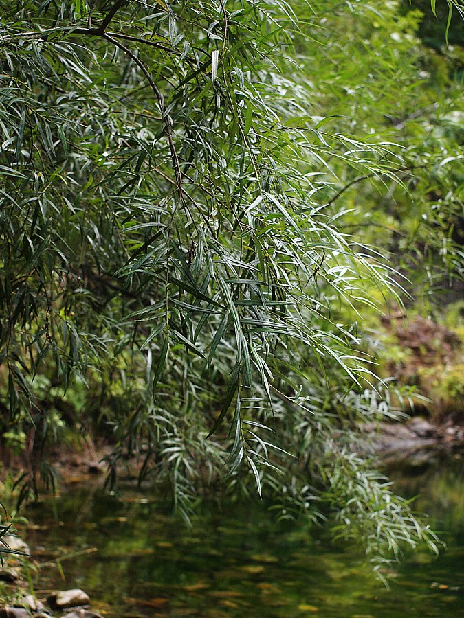 Изображение особи Salix schwerinii.