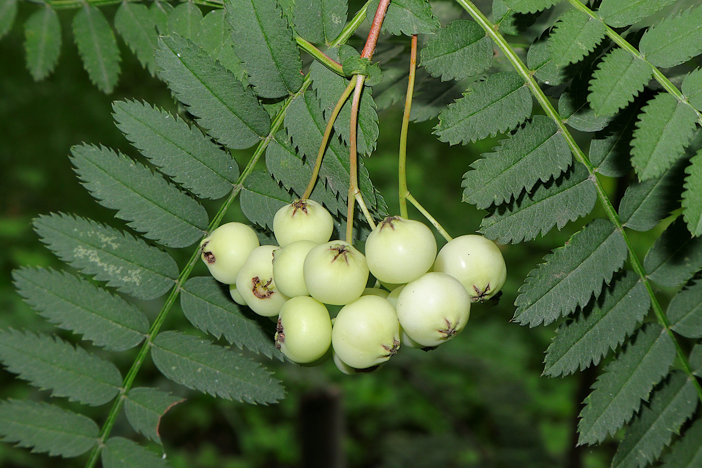 Image of Sorbus cashmiriana specimen.