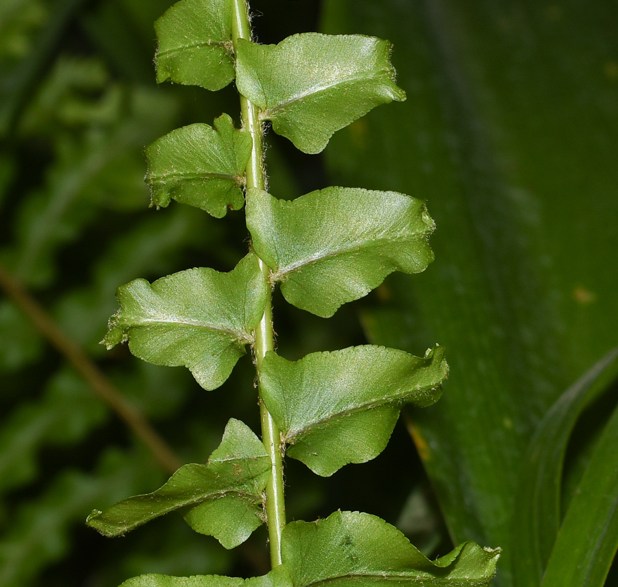 Изображение особи Nephrolepis exaltata.