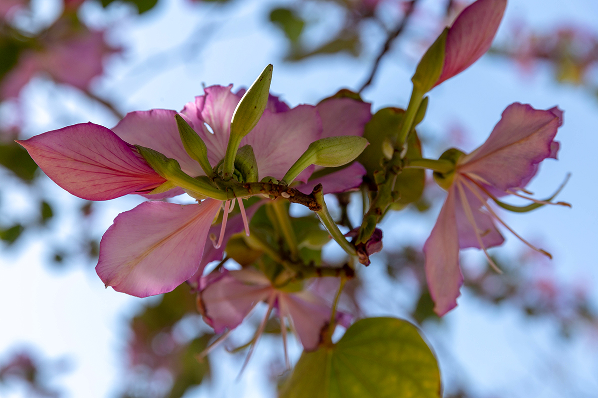 Image of Bauhinia variegata specimen.