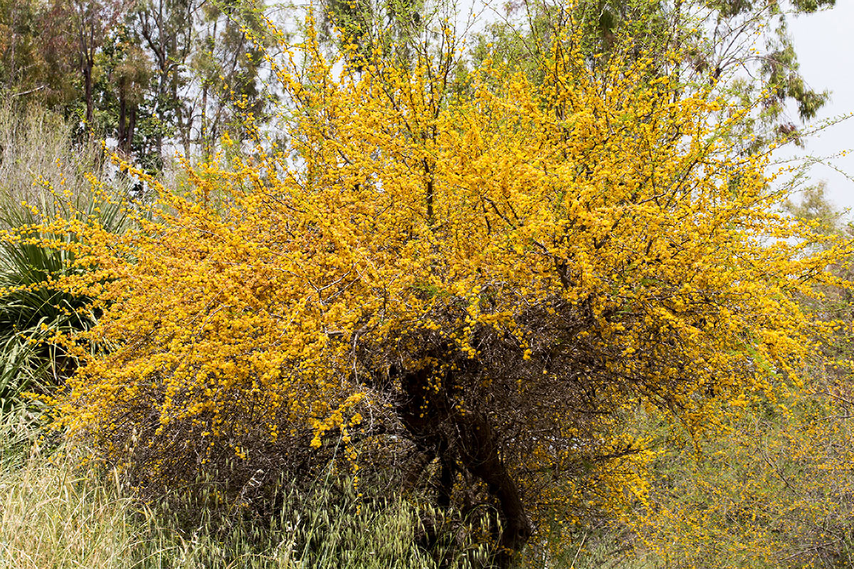 Изображение особи Vachellia farnesiana.