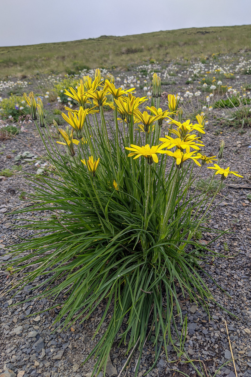 Изображение особи Tragopogon filifolius.