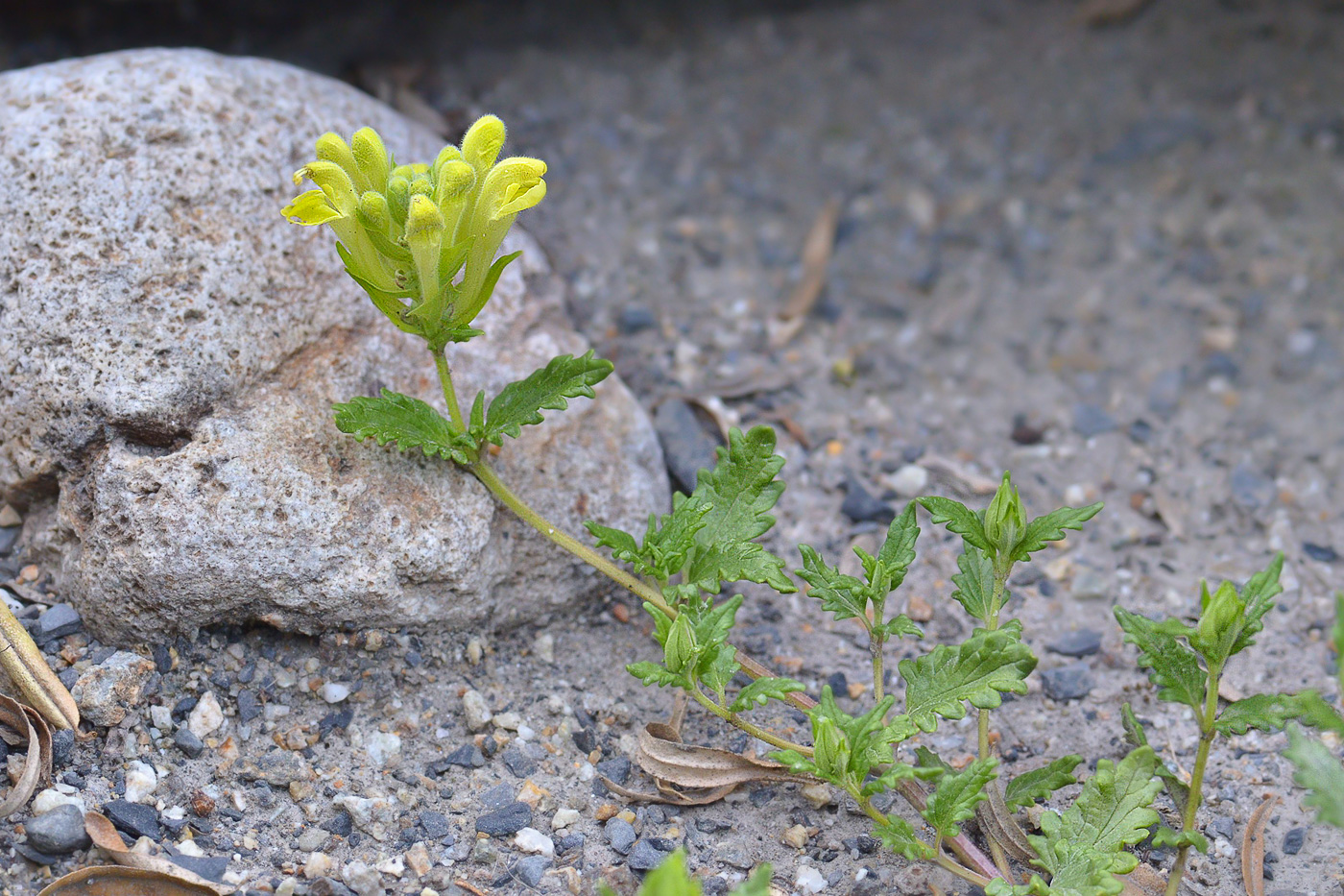 Изображение особи Scutellaria raddeana.