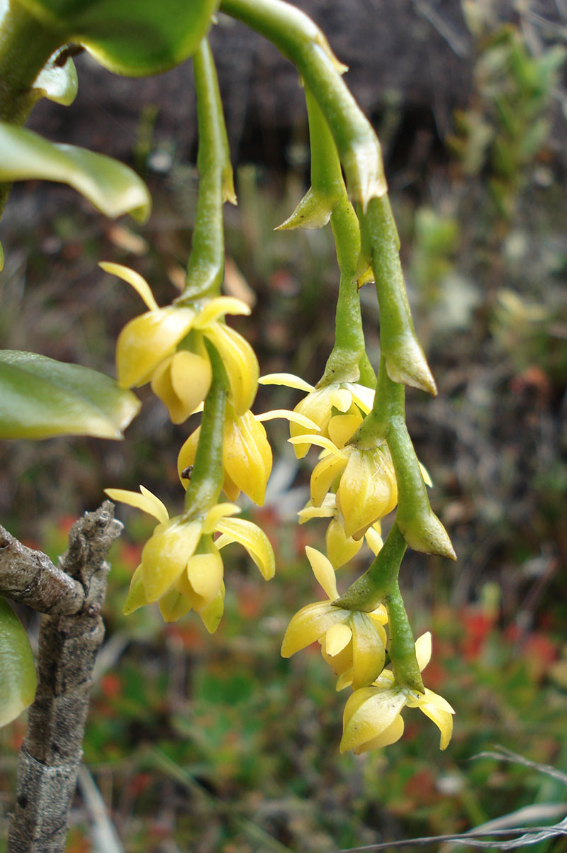 Image of Epidendrum ulei specimen.