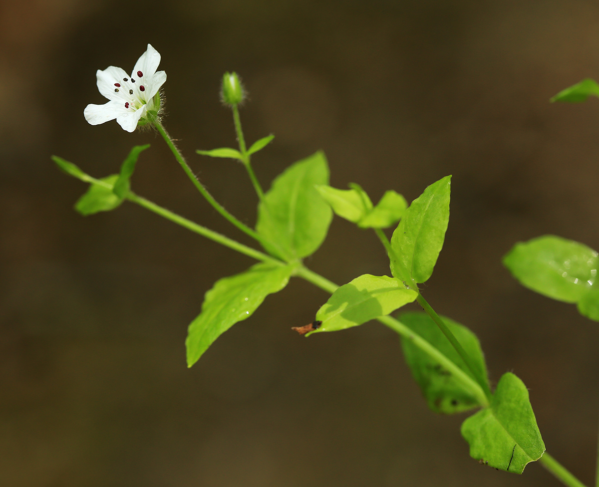 Image of Pseudostellaria davidii specimen.