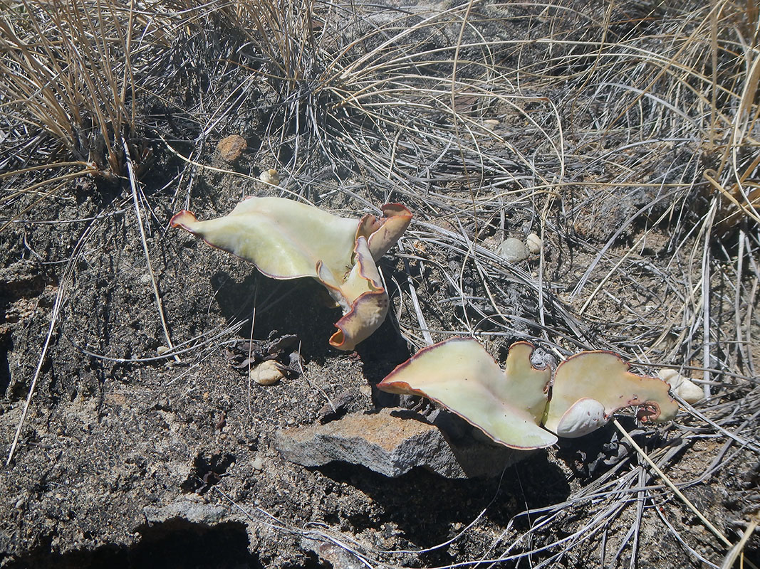 Image of Kalanchoe synsepala specimen.