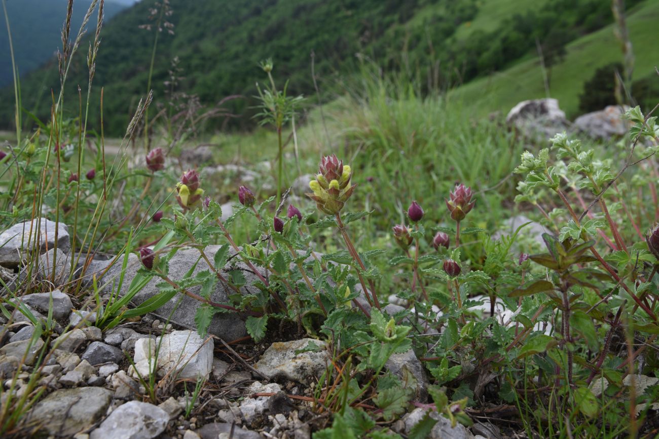 Изображение особи Scutellaria polyodon.