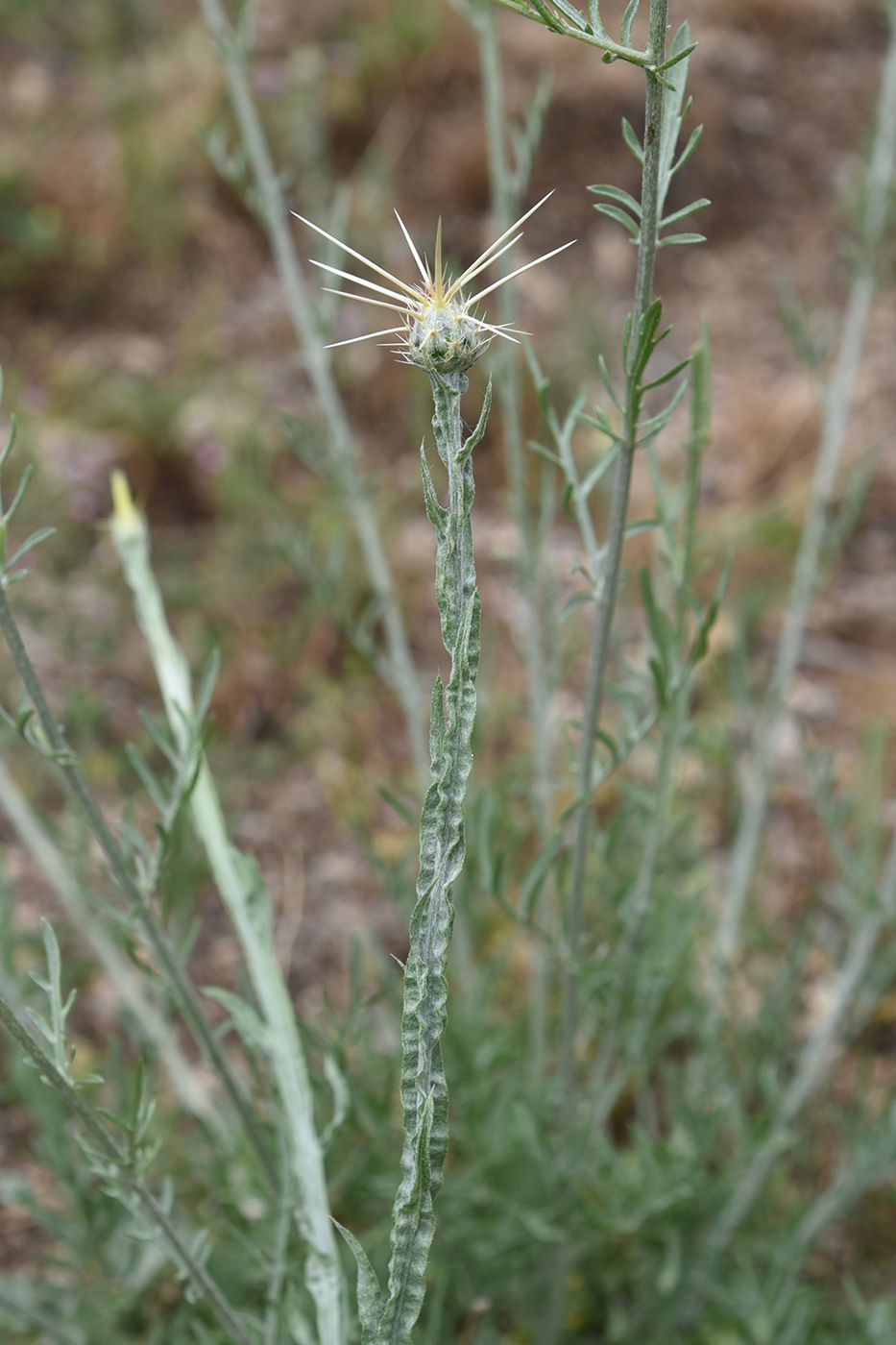 Изображение особи Centaurea solstitialis.