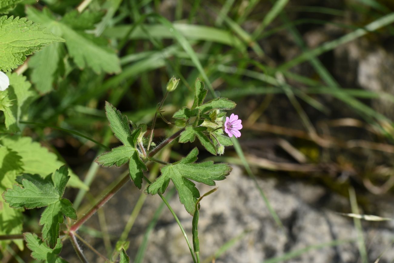 Image of Geranium sibiricum specimen.