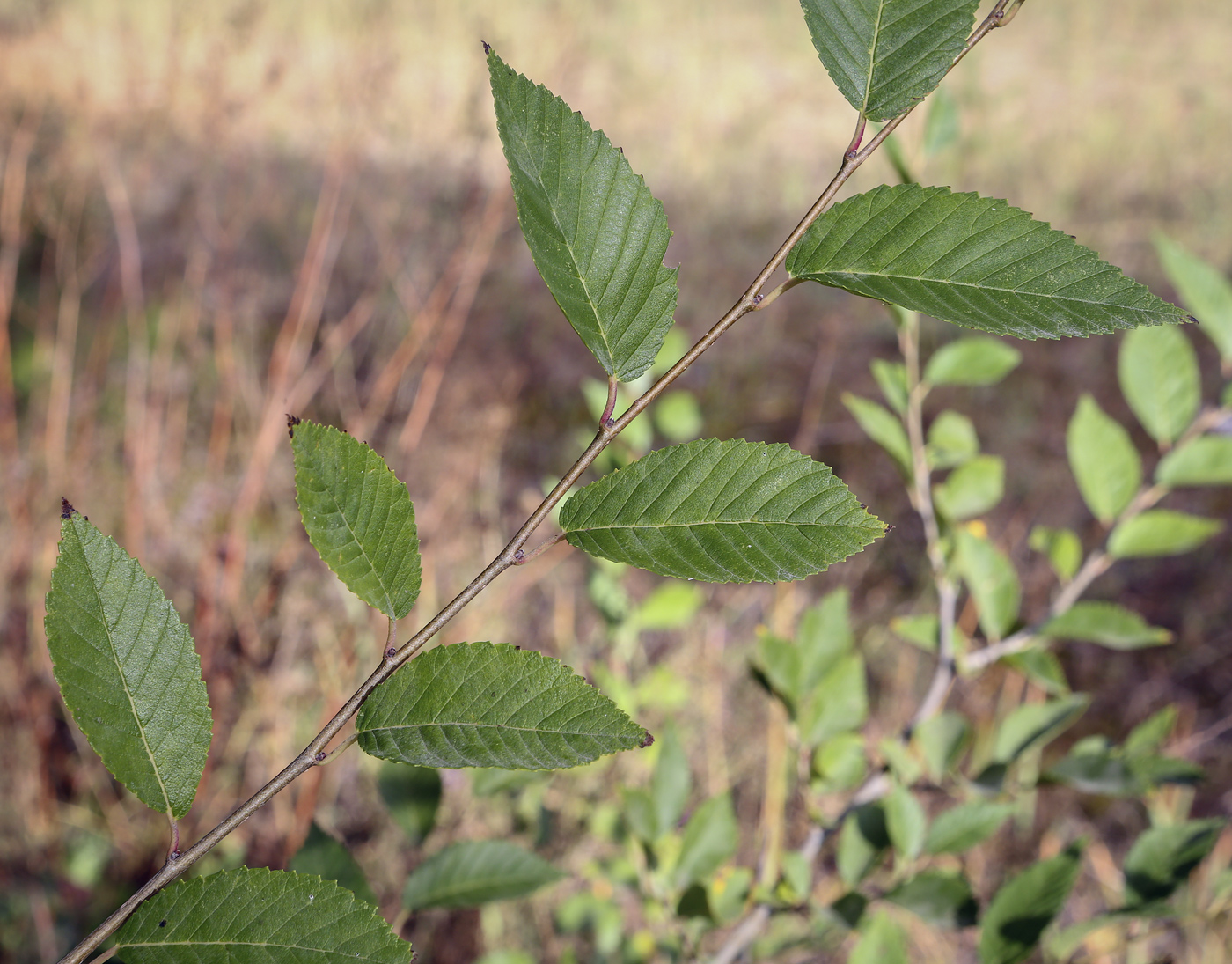 Изображение особи Ulmus pumila.