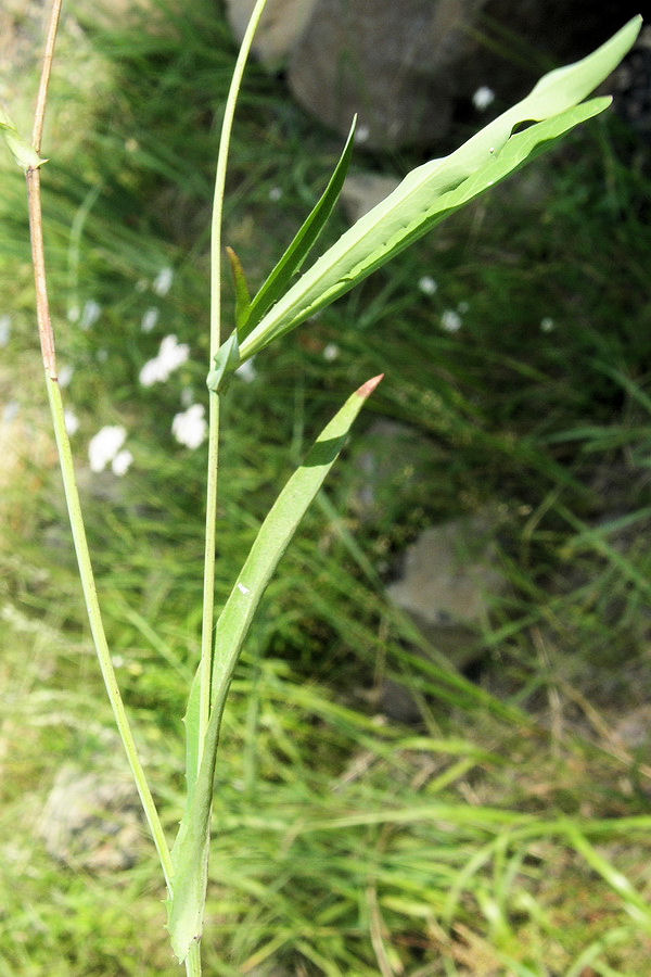 Image of Ixeridium gramineum specimen.