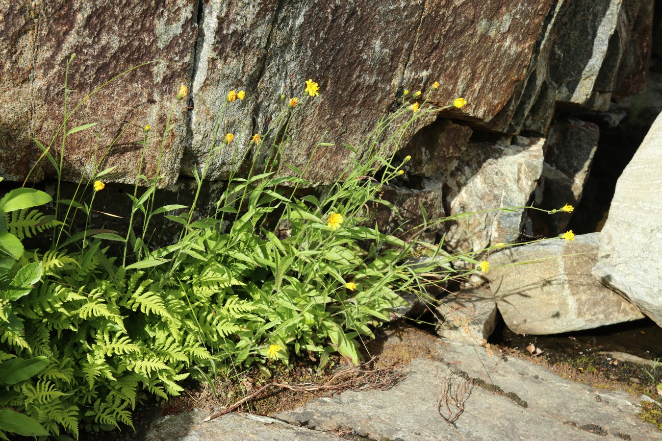 Image of Hieracium cruentiferum specimen.