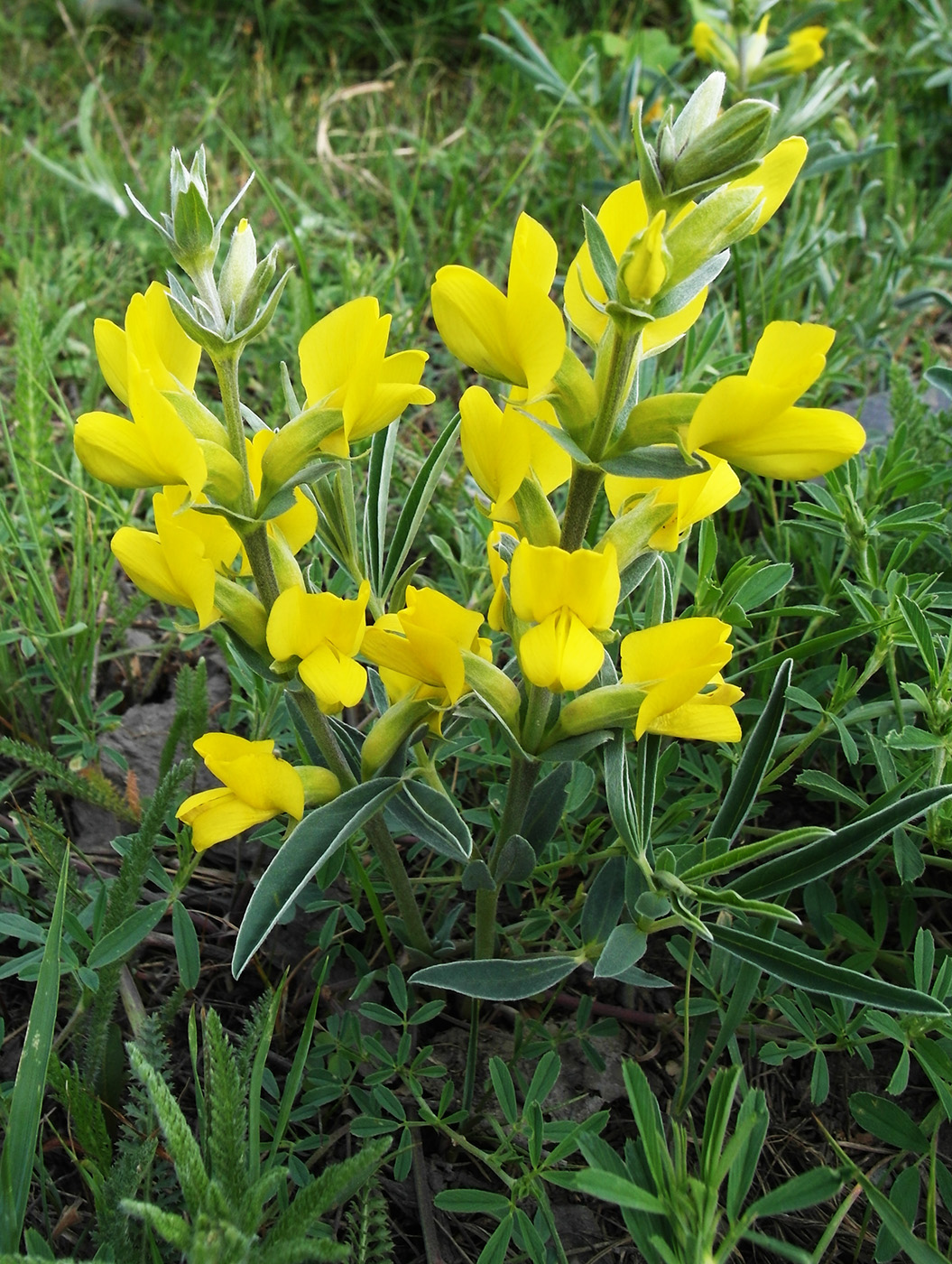 Image of Thermopsis mongolica specimen.